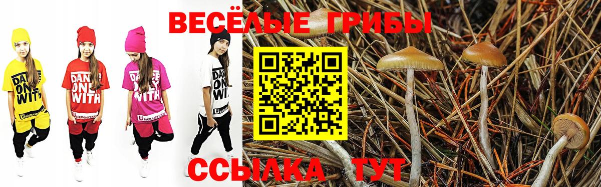 Галлюциногенные грибы Cubensis Строитель